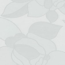 Kiwi Boost cafe breed raamfolie 90cm - Plakfolie webshop
